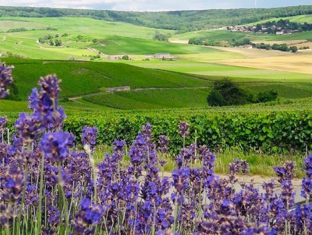 Villa FLORESSENS EN CHAMPAGNE Terrasse privative sur le vignoble à Fleury-la-Riviere Extérieur photo